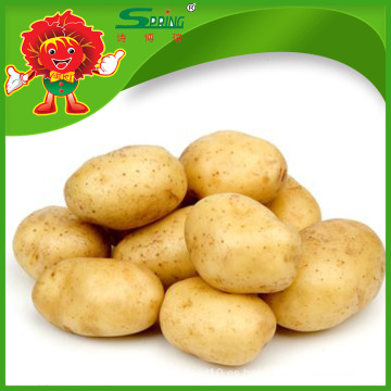200-300g de patata de alta calidad precio fresco patata